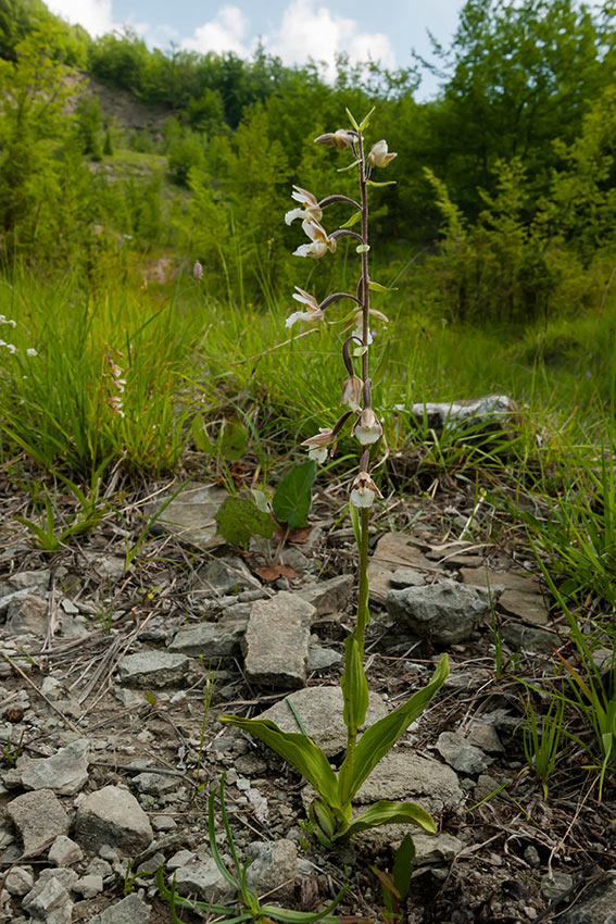 Una domanda sul genere Epipactis